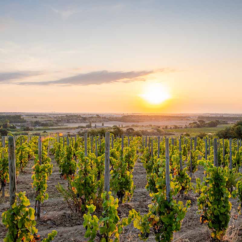 photographe reportage viticulture marseille Photo agriculture Marseille : rangées de vignes s'étendant vers l'horizon face à un lever de soleil éclatant en Provence.