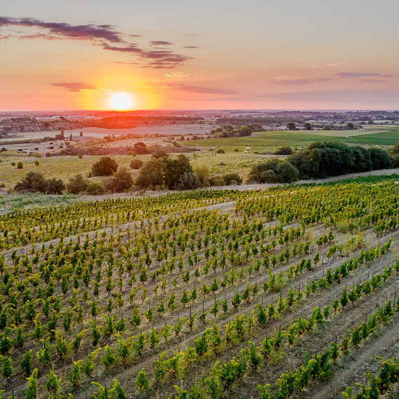 Vue aérienne par drone d'un vignoble à Marseille au coucher du soleil, rangées de vignes alignées et collines à l'horizon.